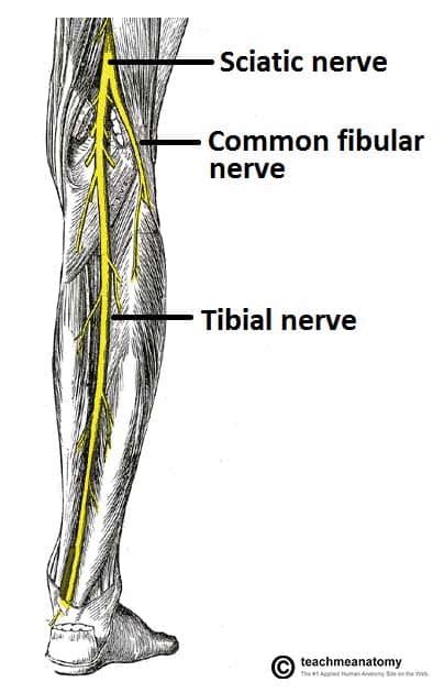 The Tibial Nerve Course Motor Sensory Teachmeanatomy
