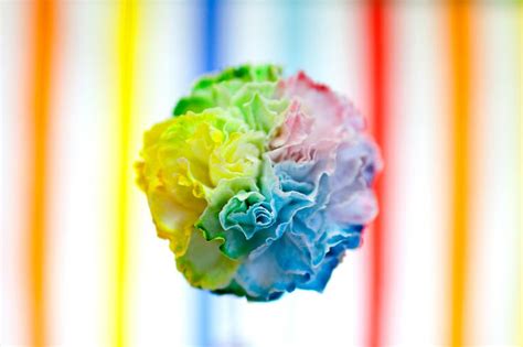 Carnation Colors Carnation2 Rainbow Flowers Flowers Diy School