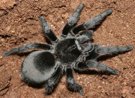 Centimeter is a metric unit of length. Grammostola pulchra 1.5 cm