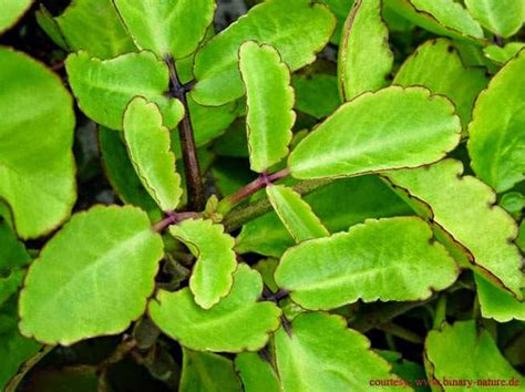 Patharchatta Plant The Effective Bodily Stone Remover Uses And Benefits