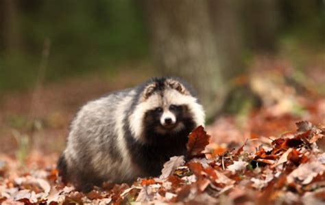 Crazy Raccoon Dog Facts You Never Knew I Love Facts