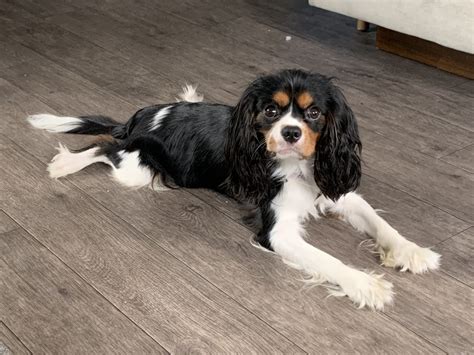 The cavalier king charles spaniel began to emerge from the original breed of king charles spaniel in 1926 and is actually a product of american breeders, though descended from the. King Charles Spaniel Puppies For Sale | San Antonio, TX ...