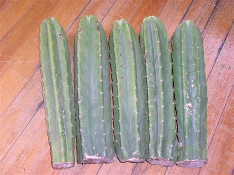 The san pedro cactus, although native to peru and ecuador, is also cultivated in argentina, chile and bolivia. 12" San Pedro Cactus | World Seed Supply