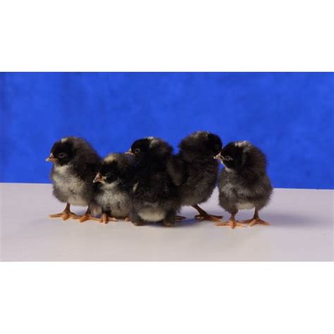 cackle hatchery barred rock standard chicken straight run male and female 103s blain s