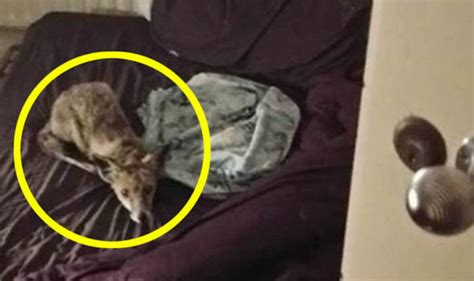 Watch Woman Finds Fox Making Himself At Home In Her Bed Uk News