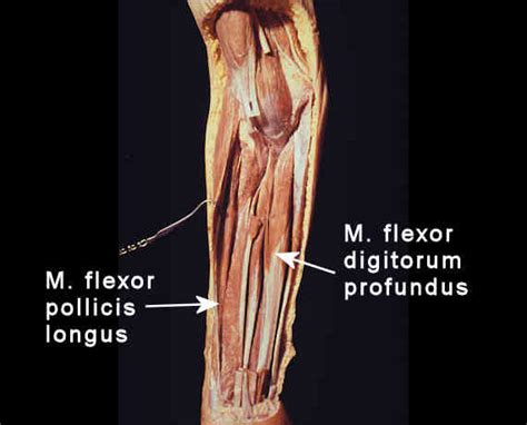 Anterior Intermediate Forearm Cadaver Diagram Diagram Quizlet Lupon