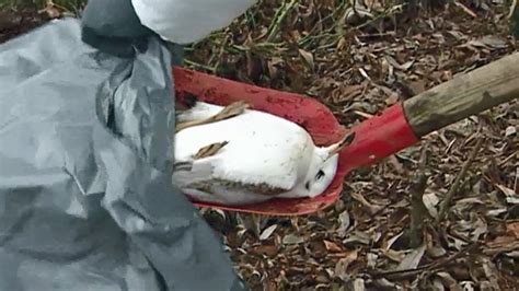 Das ist ähnlich wie vor zehn jahren mit der wildvogelseuche h5n1. Hamburg damals: Die Vogelgrippe | NDR.de - Fernsehen ...