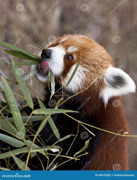 Red Panda Eating Stock Photo Image Of Climber Environment 49470382
