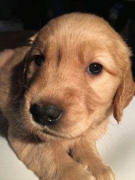 We did not find results for: Litter of 9 Golden Retriever puppies for sale in SEATTLE ...
