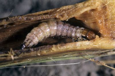 Many growers now use integrated systems, in which they carefully monitor pests and aim to control some eucalypt species are less susceptible to attack by this insect, and biological control has had some. June 11, 2010 - Issue 11, Pest & Crop Newsletter ...