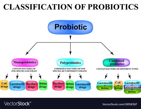 Classification Probiotics Infographics Royalty Free Vector