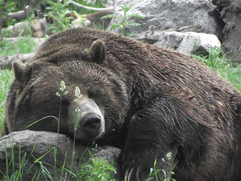 Grizzly Bear Sleepingbykayllik Grizzly Bear Bear Brown Bear