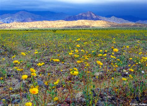 Check spelling or type a new query. Field of Flowers | Death Valley National Park, Great ...