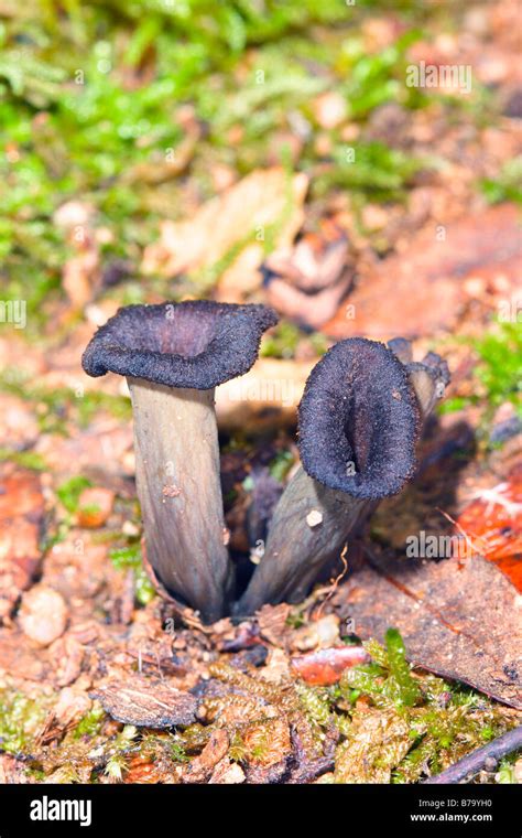 Horn Of Plenty Fungus Craterellus Cornucopioides Stock Photo Alamy