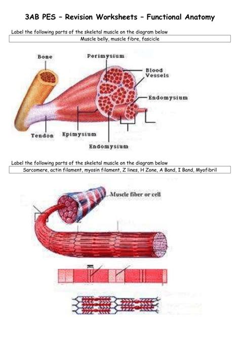 Flexor tendon lacerations are classified into five zones 2, 15, 16. 3AB PES - Revision Worksheets - Functional - PE Studies
