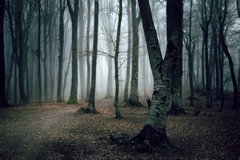 Dark And Creepy Foggy Forest Trail Stock Image Image Of Elegance