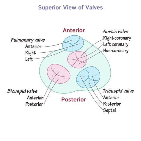 Gross Anatomy Glossary Heart Valves Ditki Medical And Biological Sciences