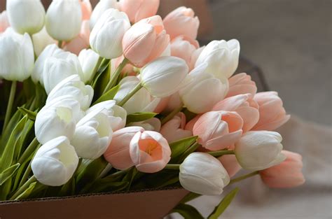 Peach White Tulips Real Touch Tulips Stems Diy Silk Bridal Etsy