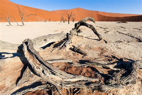 The Trees Of Deadvlei Petrified Witnesses Of Namib Desert