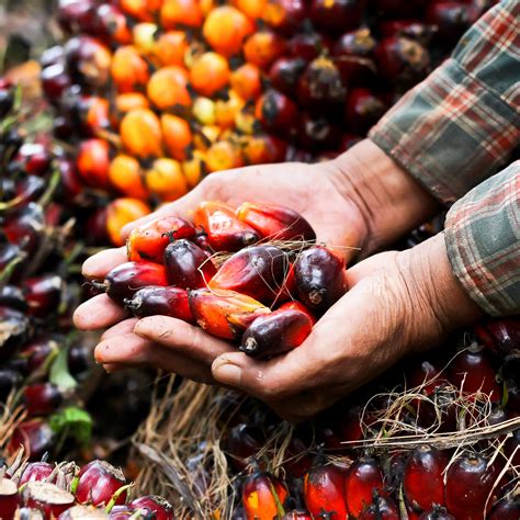 Were Rethinking Palm Oil Should You Better Food