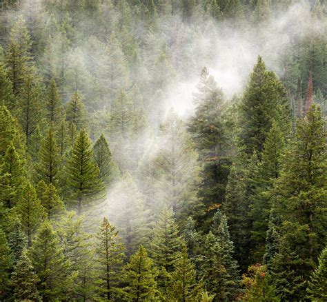 Green Pine Trees Covered With Fog · Free Stock Photo