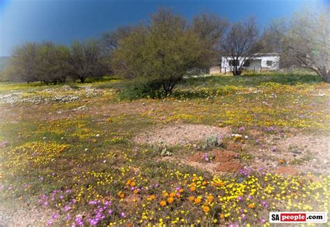 More Photos Of The Incredible Wild Flowers Of Namaqualand Sapeople