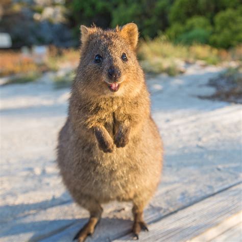 Say Hello to the Happiest Animal in the World - How Photographing Them ...