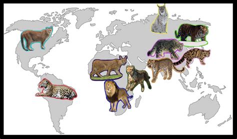 What is a group of cats called? List of Big Cats by Size