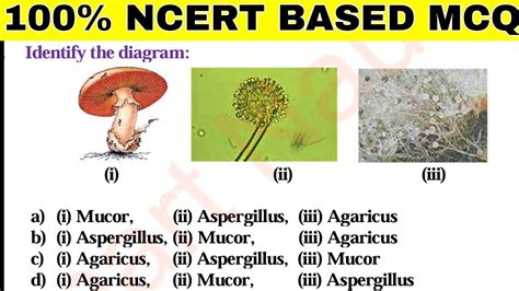 04 Biological Classifications Topic Kingdom Fungi 100 Ncert Based