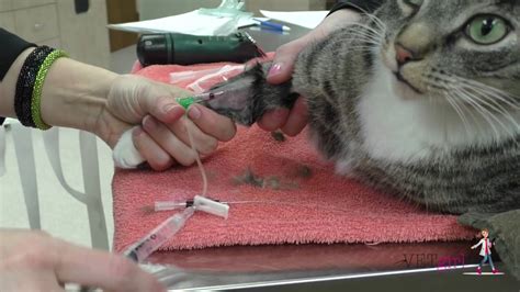 The dosage is based on your pet's weight. How to place an intravenous (IV) catheter | VETgirl ...