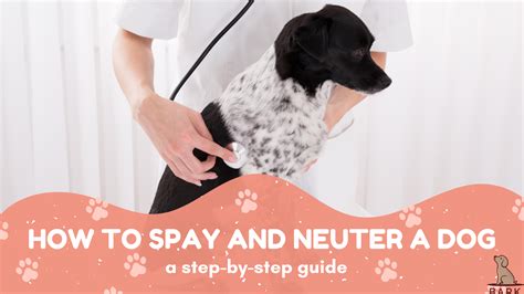 How To Spay And Neuter A Dog A Step By Step Guide Bark For More