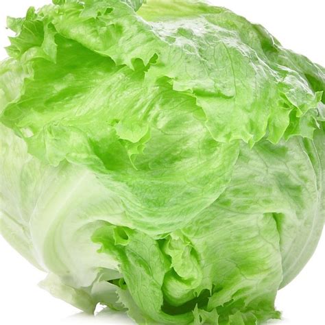 Iceberg Lettuce Adrianna Springs Agro Products Spices Vegetables