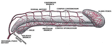 Penile Anatomy Brief Anatomy Of Human Penis Blog