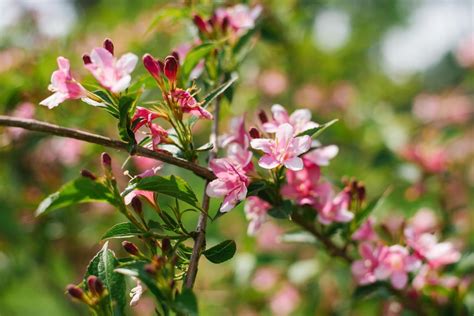 Pruning Weigela When And How Plantura