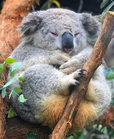 Koala On Instagram Angry 🐨🐨🐨 Pic From Internet If Youre Owmer