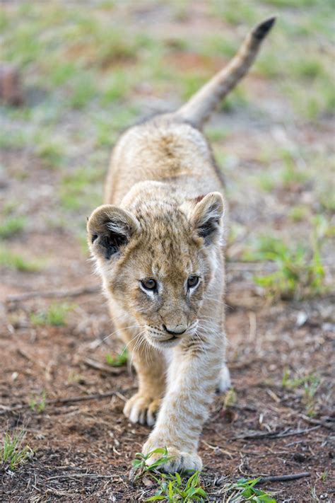 Walking Lion Cub A Lion Cub Walking Towards Me In The Sava Flickr