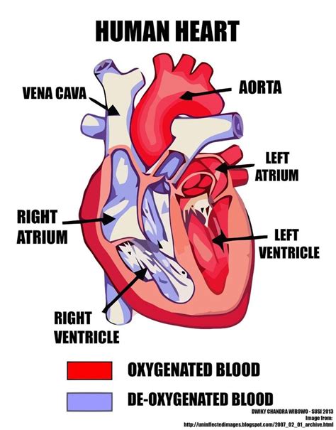 Labeled Pictures Of The Heart Lovely Simple Human Heart Diagram For