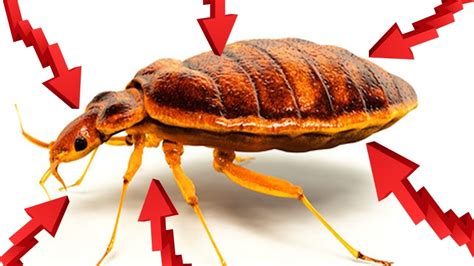 How To Get Rid Of Bed Bugs Fast And Easily Yourself At Home Youtube