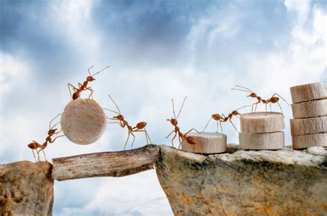 Ants Teamwork Stock Photos Pictures And Royalty Free Images Istock