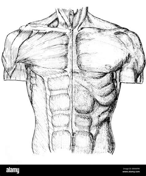 Pen And Ink Anatomical Drawing Of The Upper Torso And Chest Of A Man