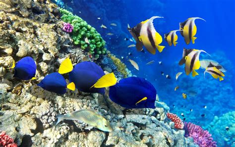 Shoal Of Fish Hd Wallpaper Wallpaper Flare