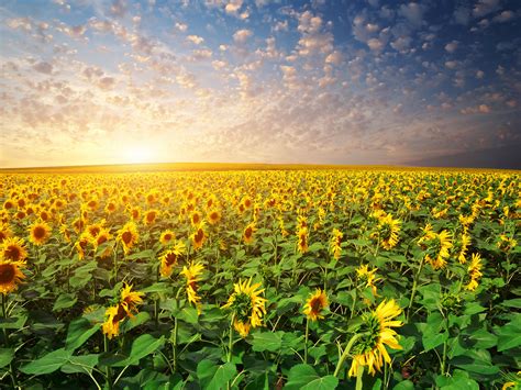 Scenery Fields Sunflowers Sunrises And Sunsets Sky Nature Wallpaper