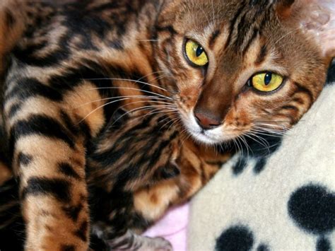 Vergleiche flugangebote von über 1000 anbietern mit einem klick. Bengal-Katze günstig abzugeben - wann Sie misstrauisch ...