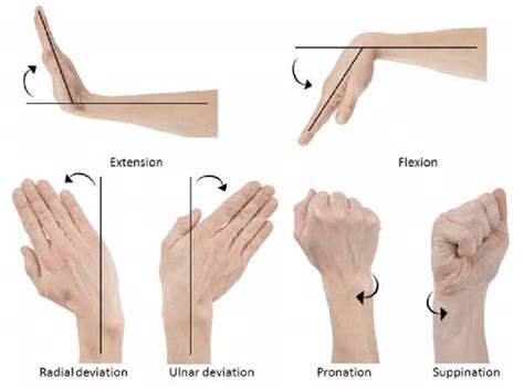 Motion Of The Wrist And Forearm Download Scientific Diagram