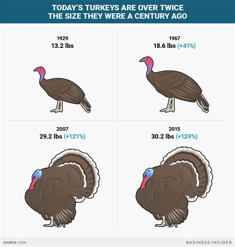 thanksgiving turkeys have doubled in size since the 1950s business insider