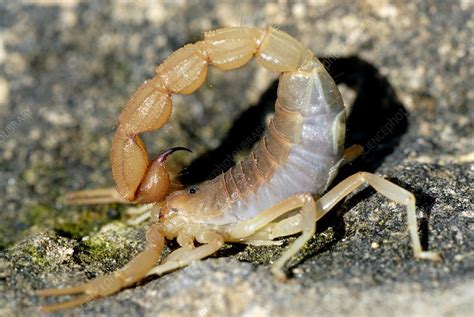 Pregnant Female Scorpion Stock Image Z4200055 Science Photo Library