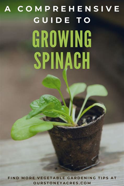Growing Spinach A Complete Guide Our Stoney Acres Vegetable Garden For Beginners Growing