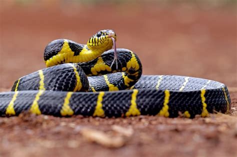 Premium Photo Boiga Dendrophila Yellow Ring Snakes