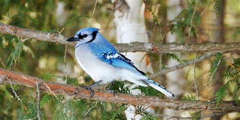 9 Fascinating Facts About Blue Jay Birds The Fact Site