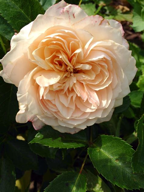 Old English Rose English Roses Rose Flowers